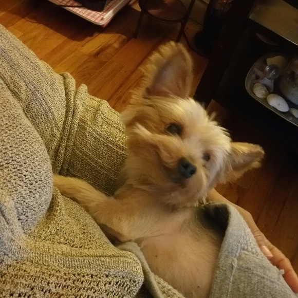 Meet your Posher, Clary - Picture 1 of 1